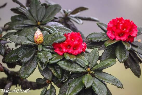 Maha Rathmal Crimson Rhododendron